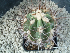 Copiapoa solaris