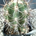 Copiapoa solaris 1