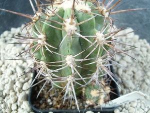 Copiapoa solaris 1