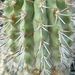 Copiapoa sp. El Cobre