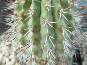 Copiapoa sp. El Cobre