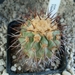 Copiapoa tigrillensis