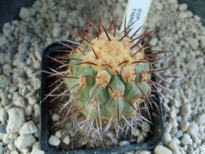 Copiapoa tigrillensis