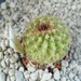 Copiapoa variispinata