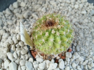 Copiapoa variispinata