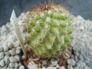 Copiapoa variispinata 1