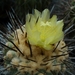 Cpopiapoa carrizalensis 1