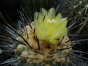 Cpopiapoa carrizalensis 1