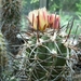 Cpopiapoa coquimbana