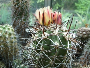 Cpopiapoa coquimbana