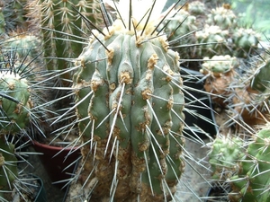 Cpopiapoa dealbata v.deminuta