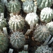 copiapoa