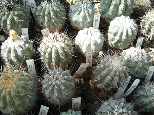 copiapoa