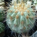 copiapoa4