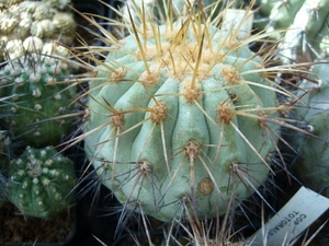 copiapoa4