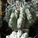 copiapoa5