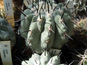 copiapoa5