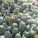 copiapoa 1