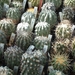 copiapoa 2