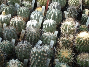 copiapoa 2