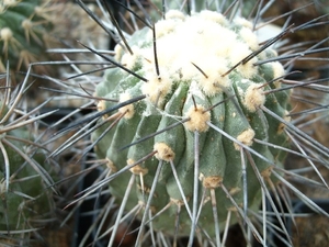 copiapoa 3