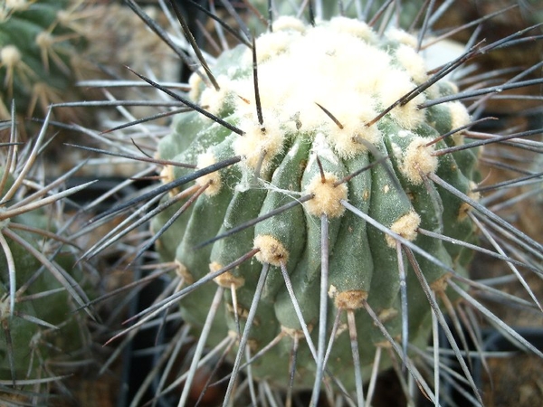 copiapoa 3