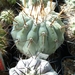 copiapoa 6