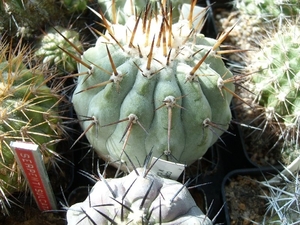 copiapoa 6