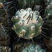 copiapoa 7