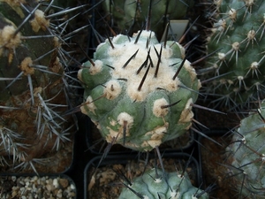 copiapoa 7