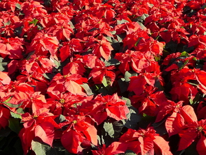 Kerst