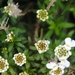 DSC_0001 STOEIEN MET DE LENTE EXPRESSIE...!
