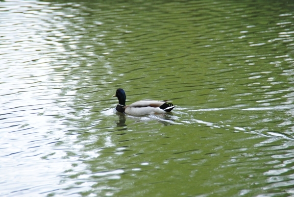 DSC_0045