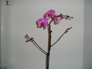 orchidee 001