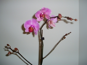 orchidee 002