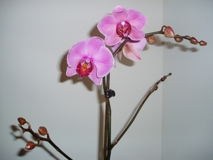 orchidee 003