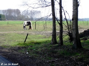 2010_03_28 Buggenhout 27 Lippelo Zwaantje