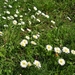madeliefjes (2)