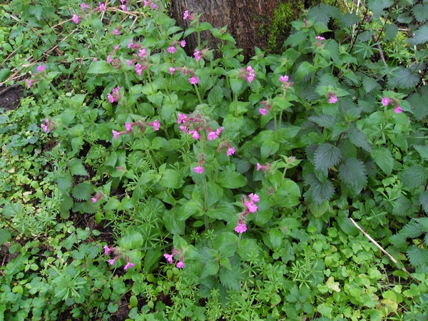 dagkoekoeksbloem