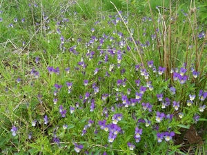 driekleurig viooltje