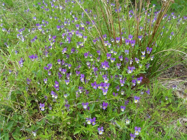driekleurig viooltje