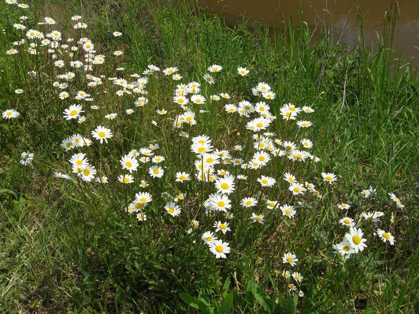 margrieten