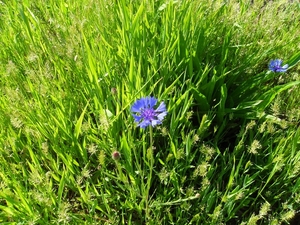 korenbloem