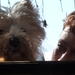 onze mascotte Dodieke