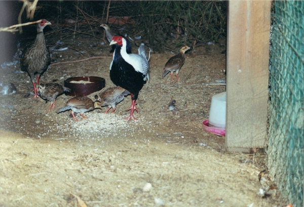 05-04-2010 11;01;33 - kopie - kopie