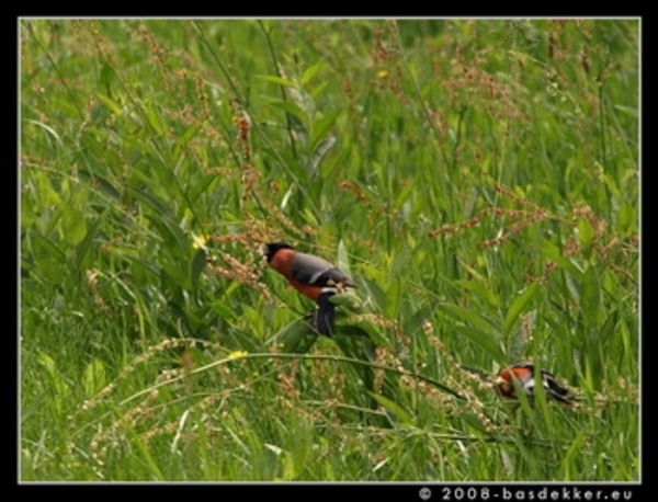 b0053076-wlm-goudvinken-zuring[1] - kopie