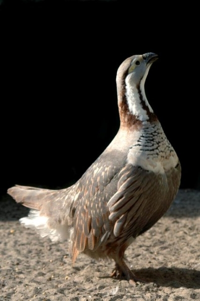 Hmalaya%20sneeuwhoen2[1]