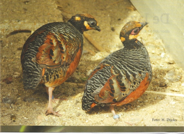 Javaanse bospatrijs (2)