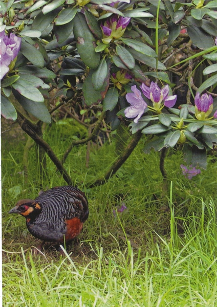 Javaanse bospatrijs (4)