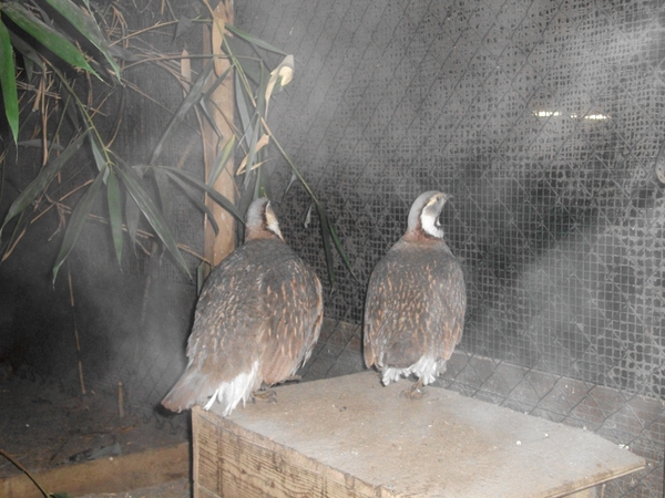 koppe sneeuwhoenders - kopie